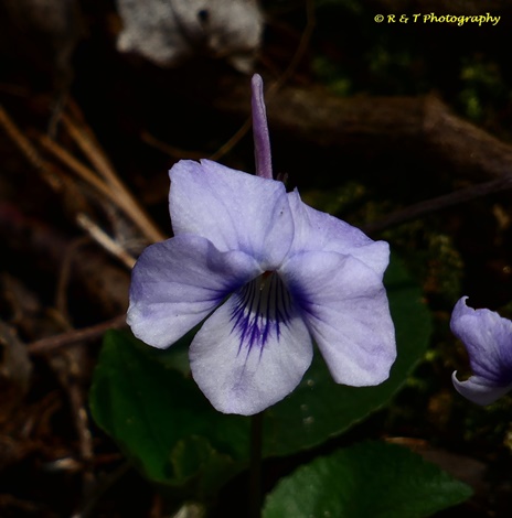{Viola rostrata}